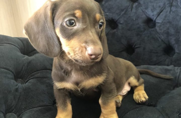 Filhote Dachshund macho na cor chocolate